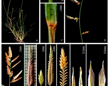 New distributional records of grasses (Poaceae) from Maharashtra, India