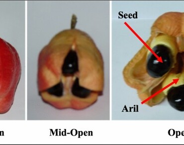 Integrated metabolomics revealing new insights into the profiles of sugars, organic acids, fatty acids and amino acids of arils and seeds of ackee Blighia sapida Köenig fruit during opening and ripening stages