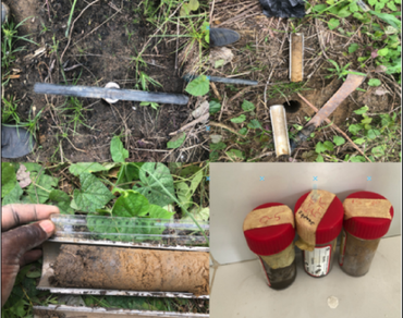 Soil fungi, Antimicrobial activity, n                     Chromolaena odoratan                  , Fallow lands, Ndoulou Cameroon