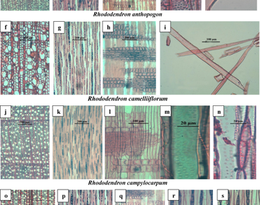 Wood anatomy of shrub and tree species of Rhododendron of Arunachal Pradesh, India