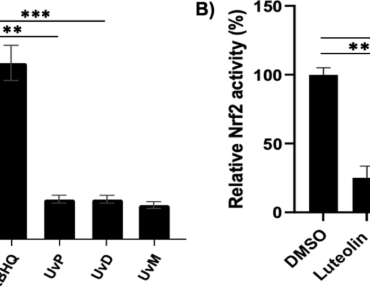 Antidiabetic-relevant and differential Nrf2-modulatory activities of Uvaria valderramensis leaf extracts