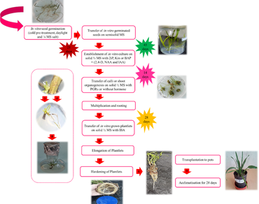 Optimization of in vitro culture in Plantago lanceolata using plant growth regulators and evaluation of biocompatibility and toxicity against Artemia salina