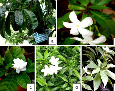Molecular phylogeny of Tabernaemontana spp. (Apocynaceae): insights into correlations 