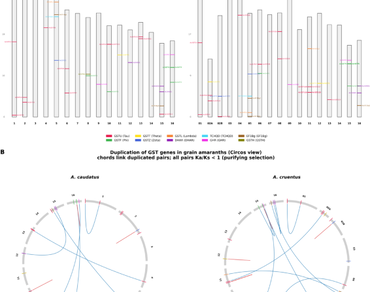 Amaranthus, Glutathione S-transferase, Genome-wide analysis, Abiotic stress, Gene duplication, Expression profiling