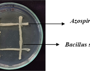 n                     Azospirillum zeaen                  , n                     Bacillus subtilisn                  , Biopolymers, Biopriming, Rice