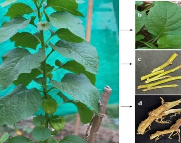 GC-MS, n                        Physalis alkekengin                     , Bioactive phytocompounds, Volatiles, Therapeutic, Pharmacology