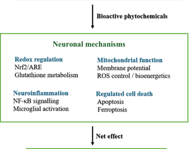 Medicinal plants, Bioactive phytochemicals, Neuroprotection, Oxidative stress, Regulated cell death