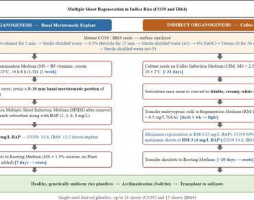 Development of an efficient and reproducible multiple shoot regeneration system in contrasting blast-tolerant indica rice 