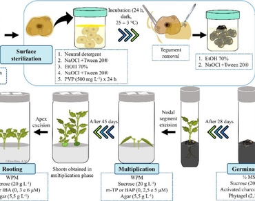 In vitro propagation, Morphophysiological integrity, Rhizogenesis, Shoot proliferation, Woody species